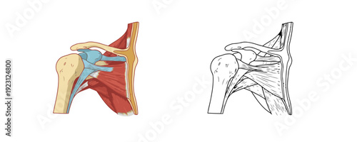 Anatomical diagrams of human shoulder joint comparing colored and line art styles showing humerus bone muscles and ligaments on white background for medical and educational use