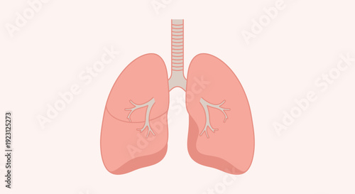Human Lungs Anatomy Illustration for Medical and Educational Purposes.