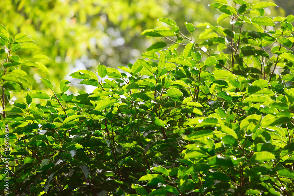 Obraz premium Close up of green foliage with blurry background