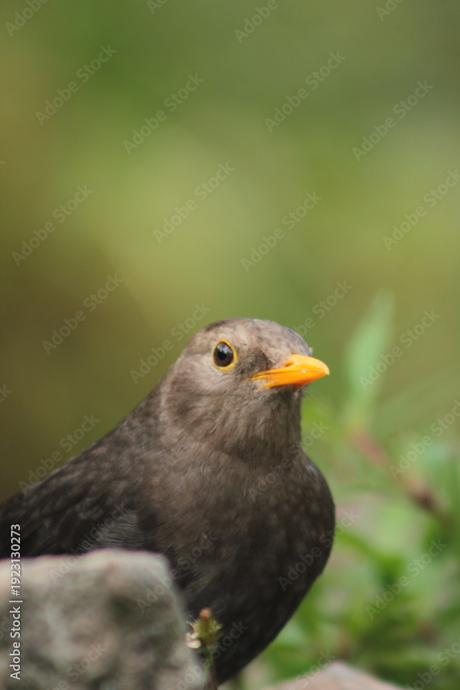 Fototapeta premium Close up photo of Lawu Starling, Turdus poliocephalus. Jalak Lawu is endemic bird of Lawu mountain, Indonesia