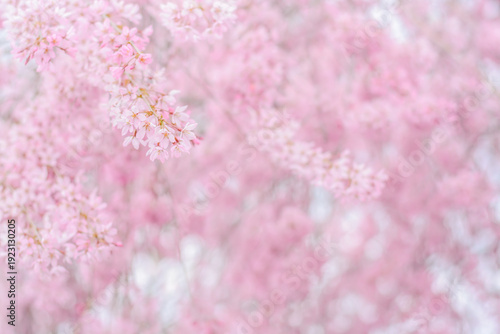 Blurred background with spring pink flowers