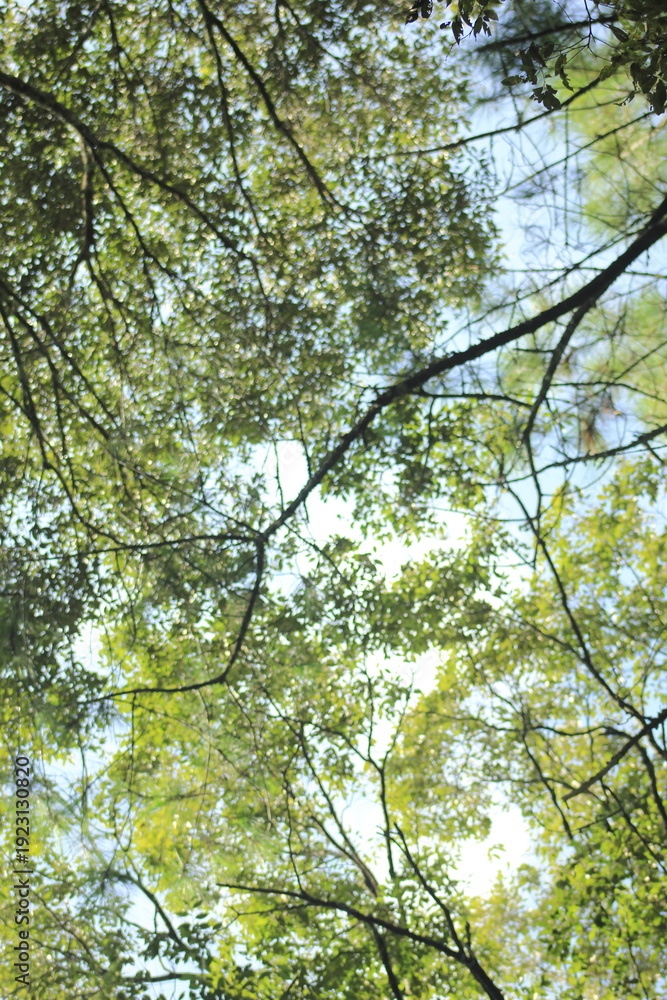 Fototapeta premium photo of tree canopy, low angle view