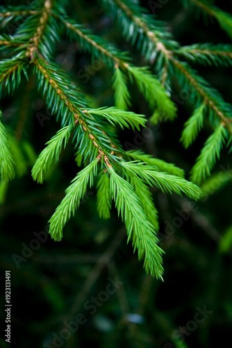 фотографія Fluffy coniferous branch of spruce