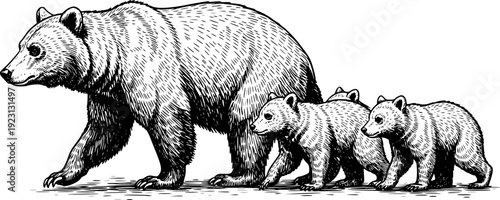 She-Bear and her cubs.Hand drawn vector illustration. Vintage image of wildlife.