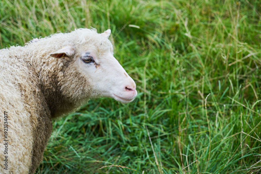 Naklejka premium A sheep grazes on a green meadow.