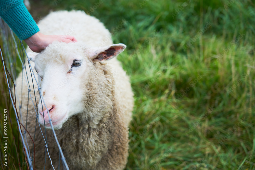 Obraz premium A hand strokes a sheep in a green meadow.