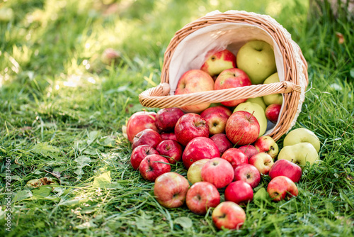 Organic apples in basket in summer grass. Fresh apples in nature