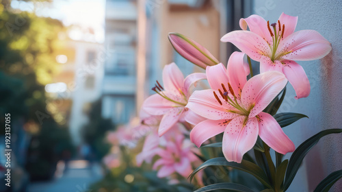 Pink lilies blooming near building wall. Spring celebration and romance