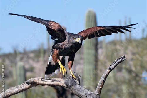 Photography Harris’s Hawk landing on a branch with wings spread
