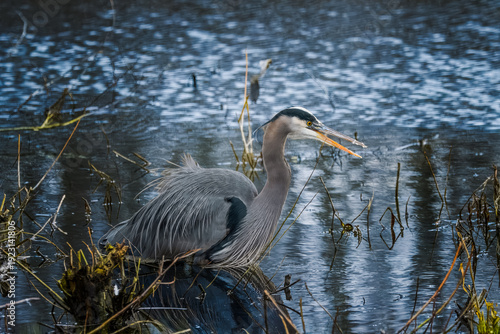 Great Blue Heron hunting in a calm wetland. This elegant wading bird shows off its blue-gray plumage and sharp profile while reflected in the still water of a swampy marsh.