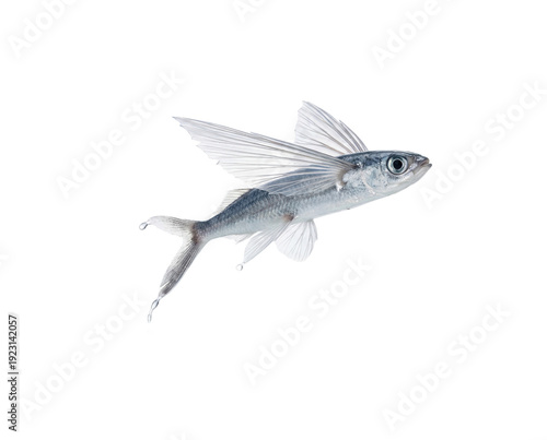 Flying fish breaching with extended fins and water splash cutout on transparent background visualizing breakthrough innovation and escaping limitations in business