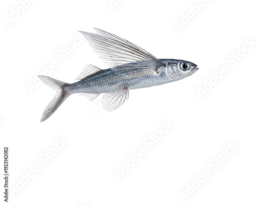 Side profile of flying fish gliding mid-air above splash isolated on transparent background illustrating aerodynamic lift and elegant trajectory for engineering design