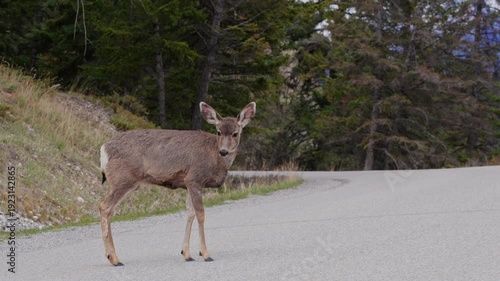 Wallpaper Mural Mule deer standing on mountain road crossing looking at camera Torontodigital.ca
