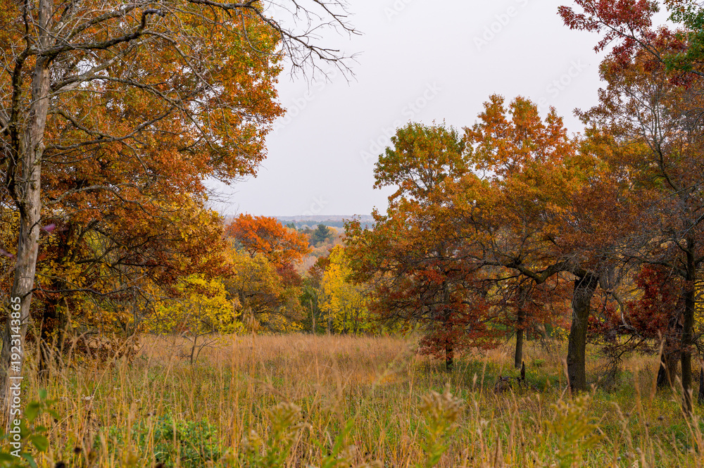 Fototapeta premium Scenic view of a tall grass prairie meadow and colorful autumn trees at Quarry Hill Park in Minnesota.