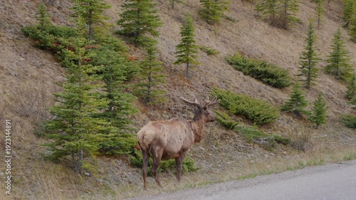 Wallpaper Mural Wild bull elk with velvet antlers feeding by the road in a natural forest setting Torontodigital.ca