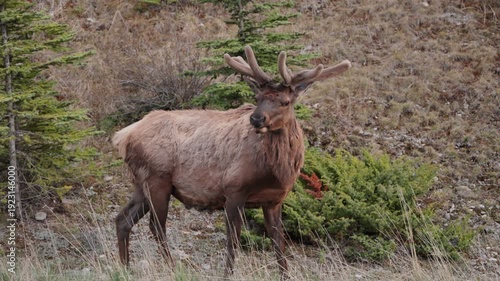 Wallpaper Mural Wild bull elk with velvet antlers standing in a natural mountain habitat Torontodigital.ca