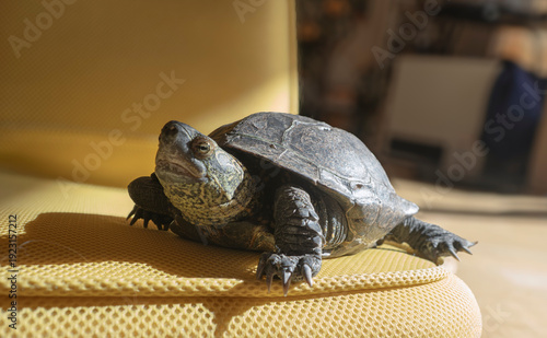 Quadro em tela 陽だまりで寛ぐ、笑顔のクサガメくん