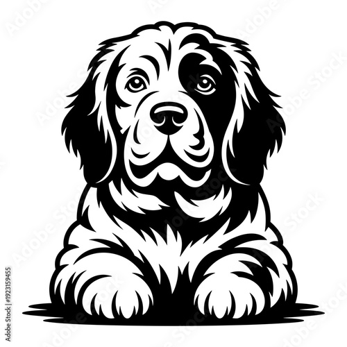 Clumber Spaniel Dog