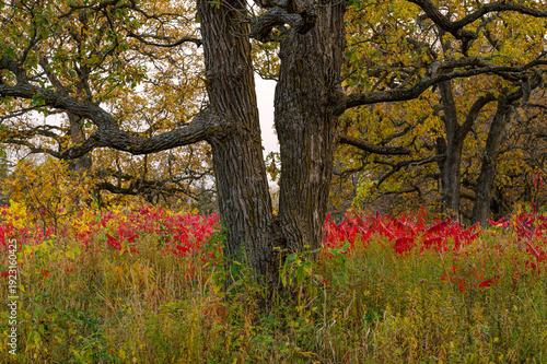 Close up of a textured oak tree trunk surrounded by vibrant red sumac leaves during autumn in a forest.