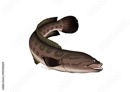 ライギョ　イラスト