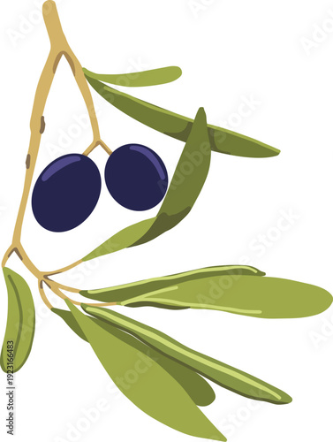 Olive branch with black Olives hand-drawn vector illustration Botanical colorful 