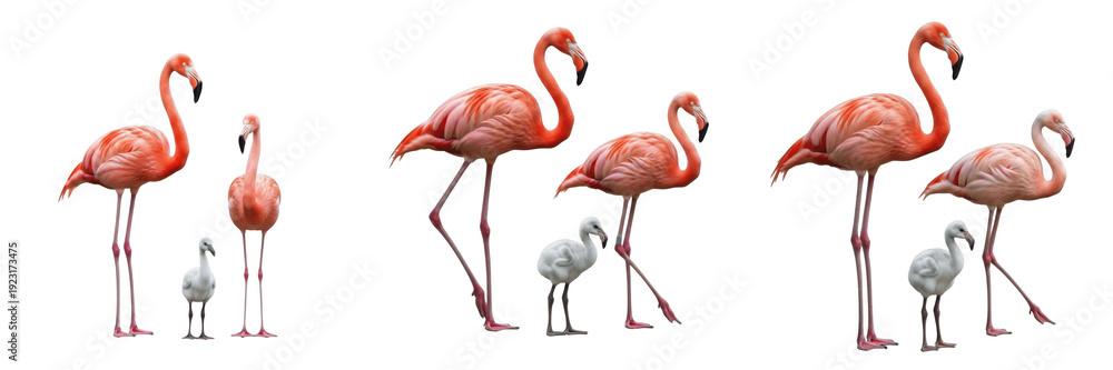 Obraz premium Set of Realistic Flamingo Family Groups with Chick Isolated on White Background PNG