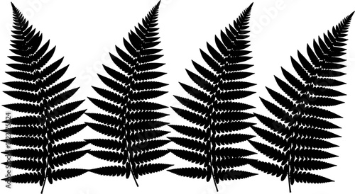 Fern leaf silhouette collection illustration, botanical foliage shapes isolated on white background, natural forest plant elements for decoration, minimalist black vector design