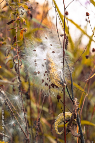 Close up of a bursting common milkweed pod releasing silky seeds in a meadow during autumn.