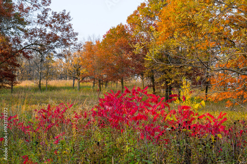 Vibrant red staghorn sumac bushes in a prairie meadow during autumn at Quarry Hill Park.