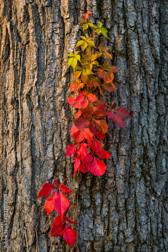 Red Virginia Creeper vine climbing a textured tree trunk during autumn at Quarry Hill Park.