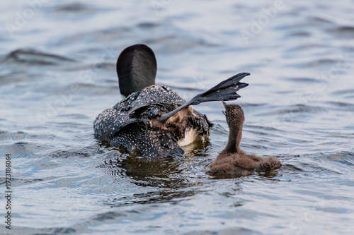 Принти на полотні Common Loon mother stretching leg while baby chick pecks at its foot on a lake