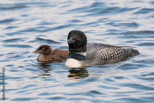 Front view of a Common Loon and chick swimming together across a blue lake.