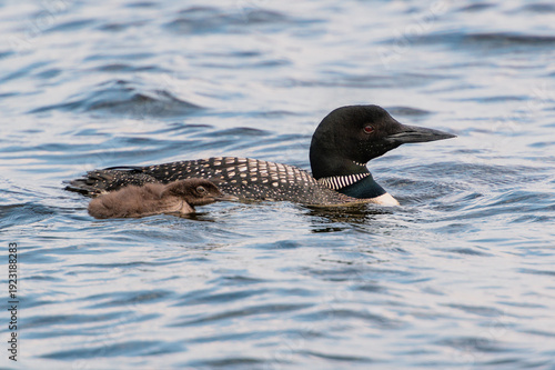 Profile view of a Common Loon and chick swimming together across a blue lake.