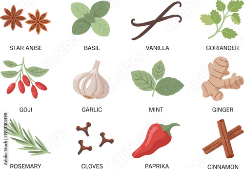 Star anise, basil, vanilla, coriander, goji berries, garlic, mint, ginger, rosemary, cloves, paprika and cinnamon illustration
