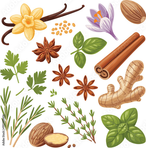 Vanilla flower, cinnamon sticks, ginger root, star anise, cardamom, basil, rosemary and thyme herbs vector illustration set