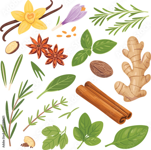 Vanilla flower, cinnamon sticks, ginger root, star anise, rosemary, basil and thyme herbs vector illustration collection