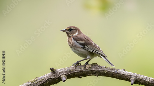 A wild pidgen sitting on a branch.