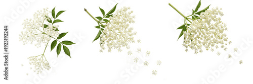 Photos Set of Realistic Elderberry Tree Branches with White Flower Umbels and Falling P