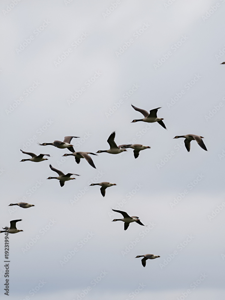 Obraz premium Flock of Canada geese flying in a cloudy sky