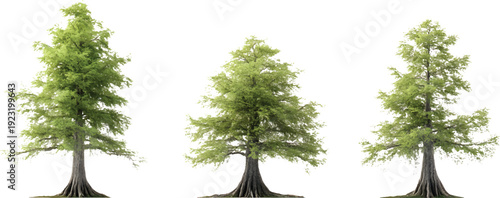 3 images of bald cypress trees, various angles and positions, on a transparent background