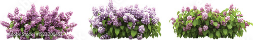 3 realistic cutouts of clear reflections of lilac bushes with flowers, on a transparent background