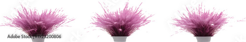 3 purple grass-like flowers with pink petals in the same pot, on a transparent background