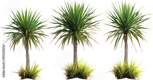 3 tall yucca trilobate trees isolated on transparent background