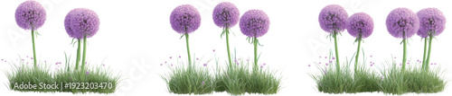 3d realistic model rendering, purple alliums in the grass isolated on a transparent background