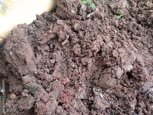 Принти на полотні Close up of moist clumpy garden soil or compost with small green seedlings, natural texture background for gardening and agriculture concepts