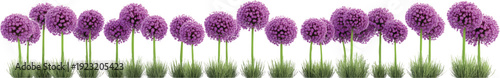 3d render of purple alliums growing in rows and columns, white background