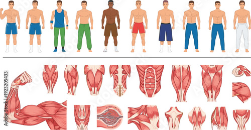 Male athlete characters collection and human muscle anatomy diagrams for fitness bodybuilding and medical education vector illustration isolated on white