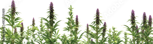 3d render of tall green cannabis plants with purple flowers