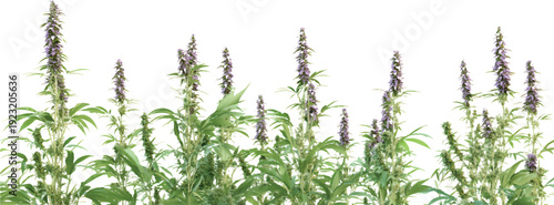 3d render of tall green cannabis plants with purple flowers, on a transparent background