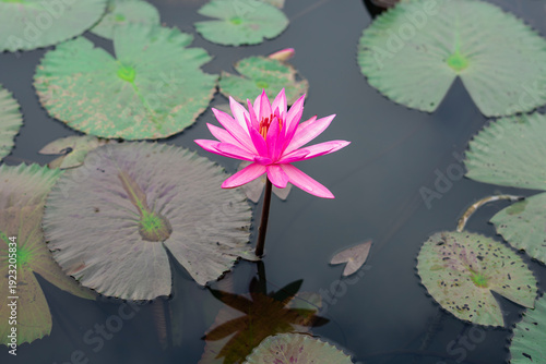 Pink Lotus Flower Blooming on Calm Water with Lily Pads